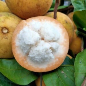 Santol Health Benefits